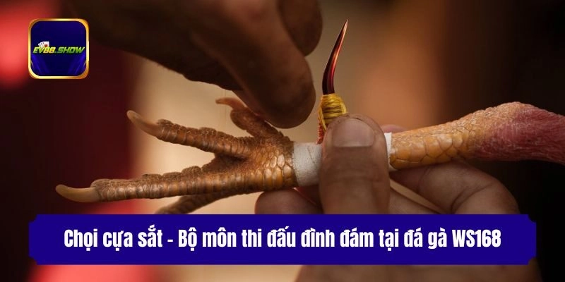 Chọi cựa sắt - Bộ môn thi đấu đình đám tại đá gà WS168