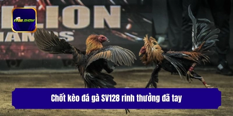 Chốt kèo đá gà SV128 rinh thưởng đã tay