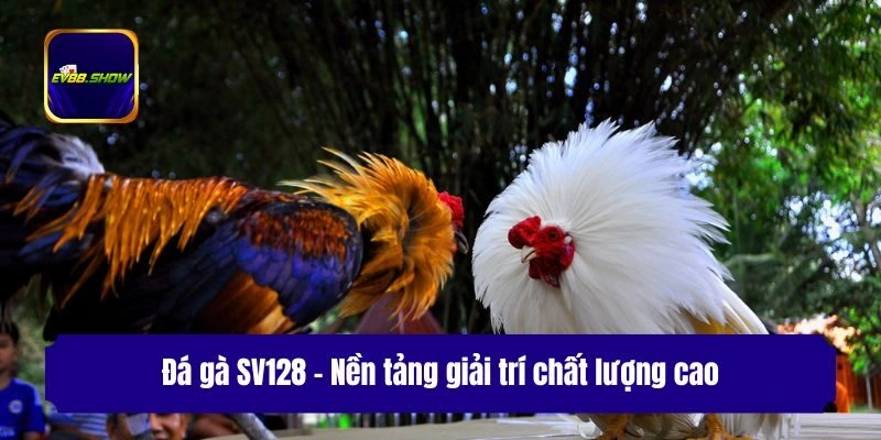 Đá gà SV128 - Nền tảng giải trí chất lượng cao