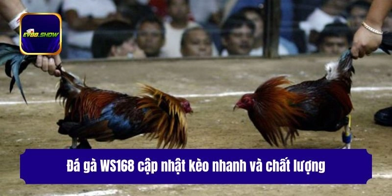 Đá gà WS168 cập nhật kèo nhanh và chất lượng