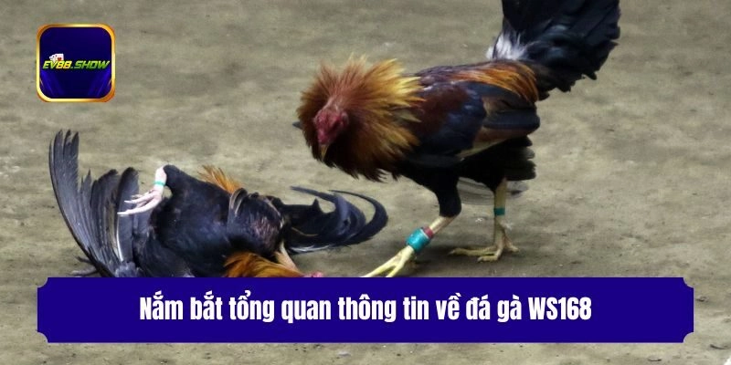Nắm bắt tổng quan thông tin về đá gà WS168