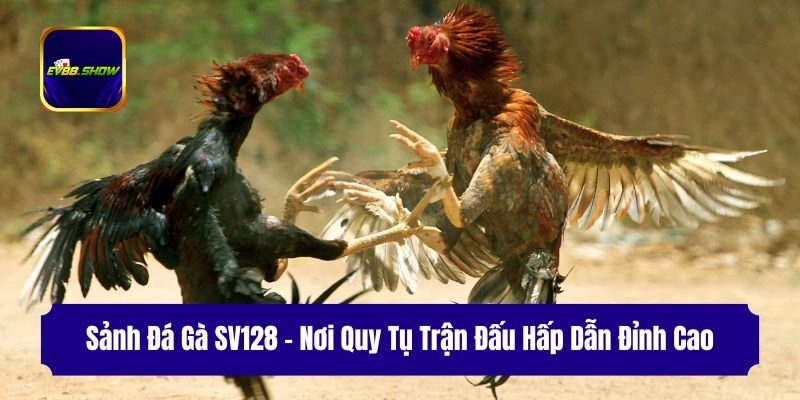 sanh da ga sv128 noi quy tu tran dau hap dan dinh cao