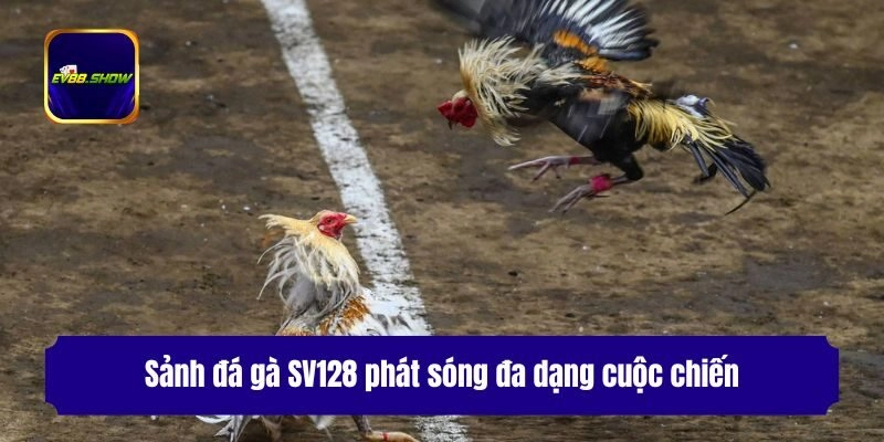 Sảnh đá gà SV128 phát sóng đa dạng cuộc chiến
